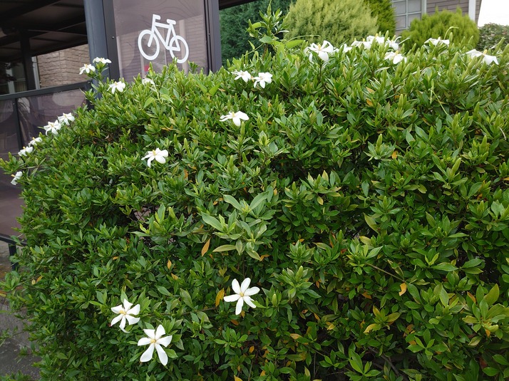 ひめくちなしの花